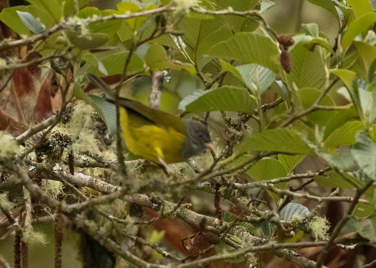 Pink-billed Cnemoscopus - ML647362016