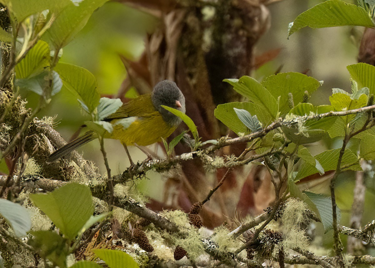 Pink-billed Cnemoscopus - ML647362017