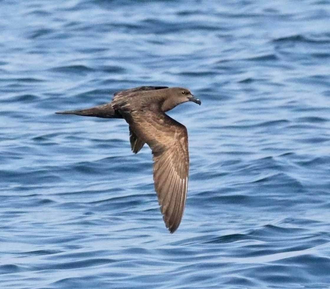 Jouanin's Petrel - ML647362018