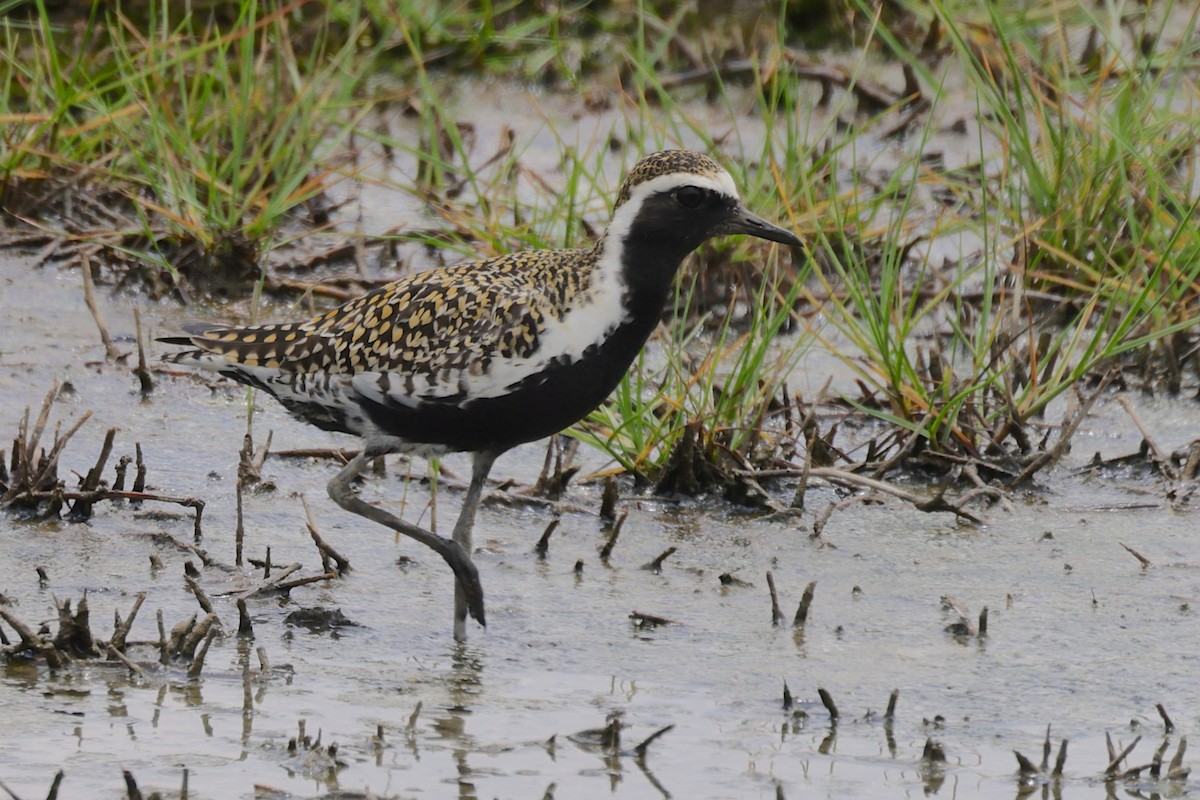 Pacific Golden-Plover - ML647362019