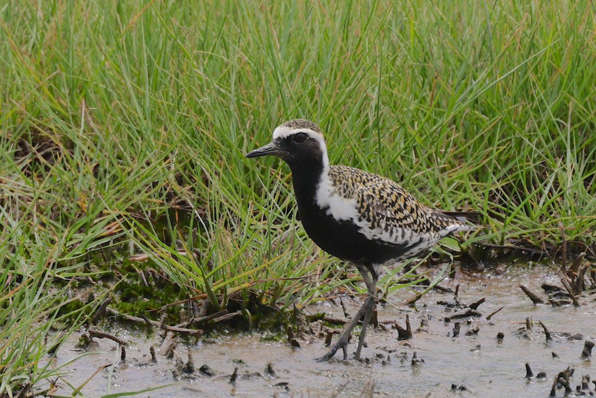 Pacific Golden-Plover - ML647362020