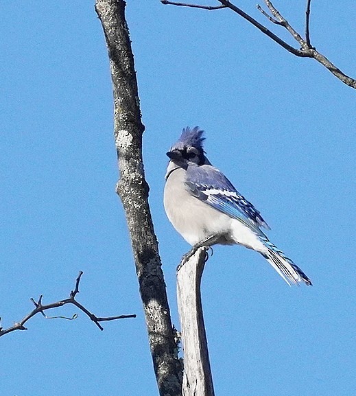 Blue Jay - ML647362025