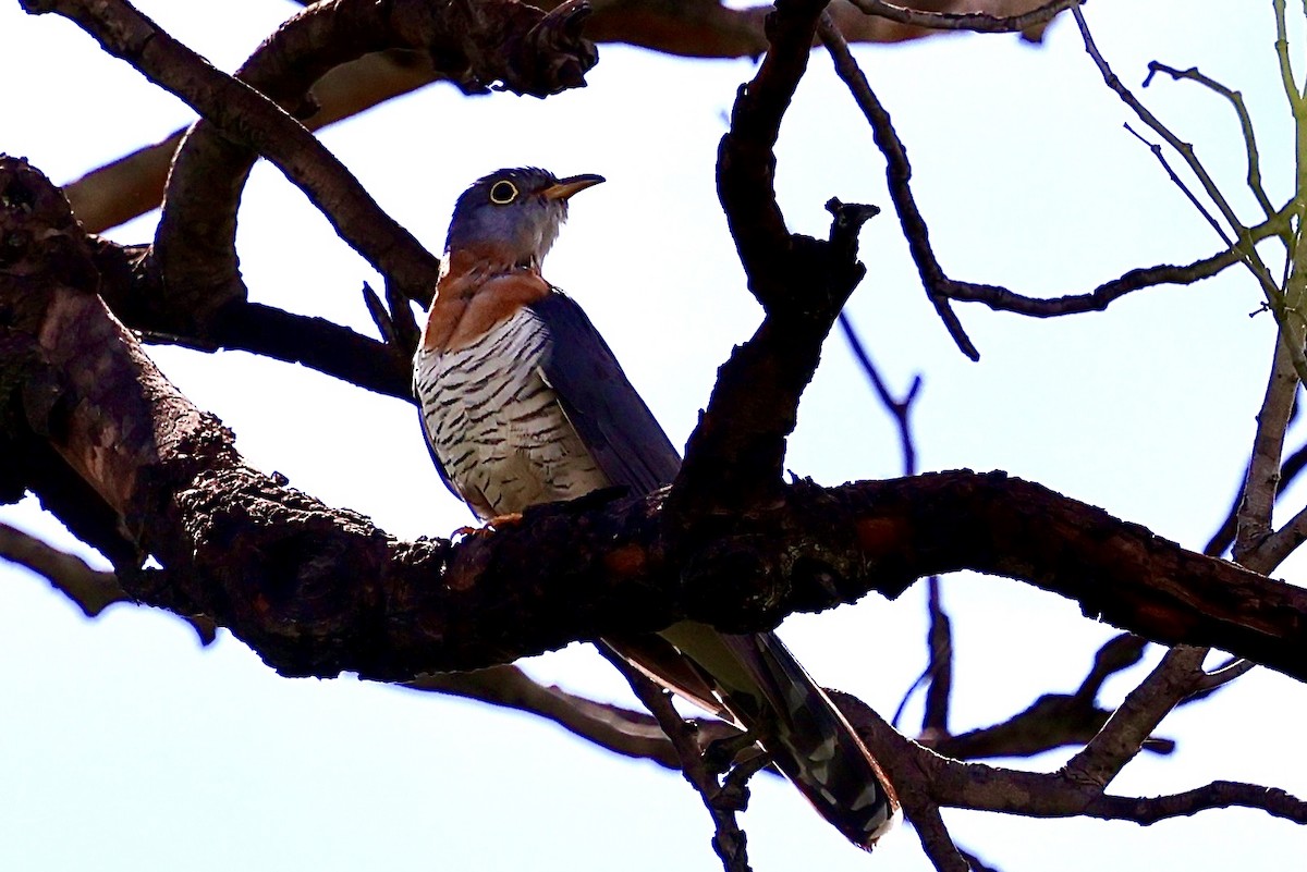 Red-chested Cuckoo - ML647362026