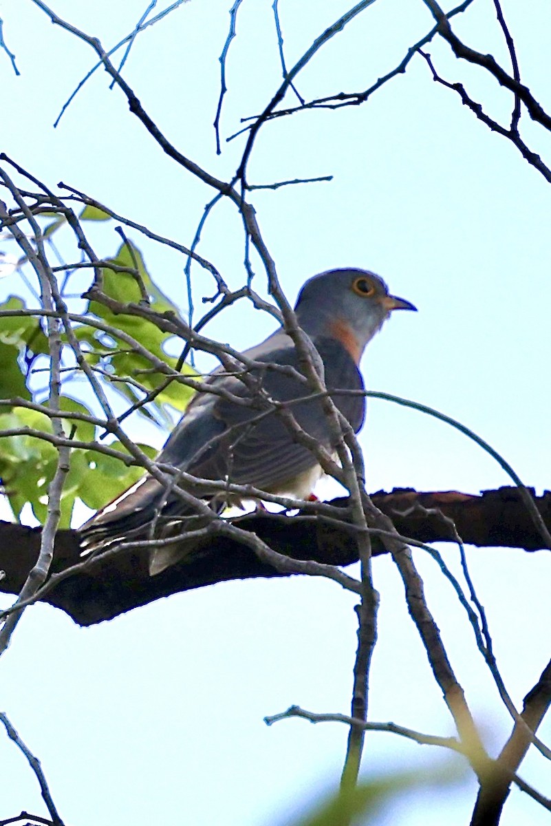 Red-chested Cuckoo - ML647362027