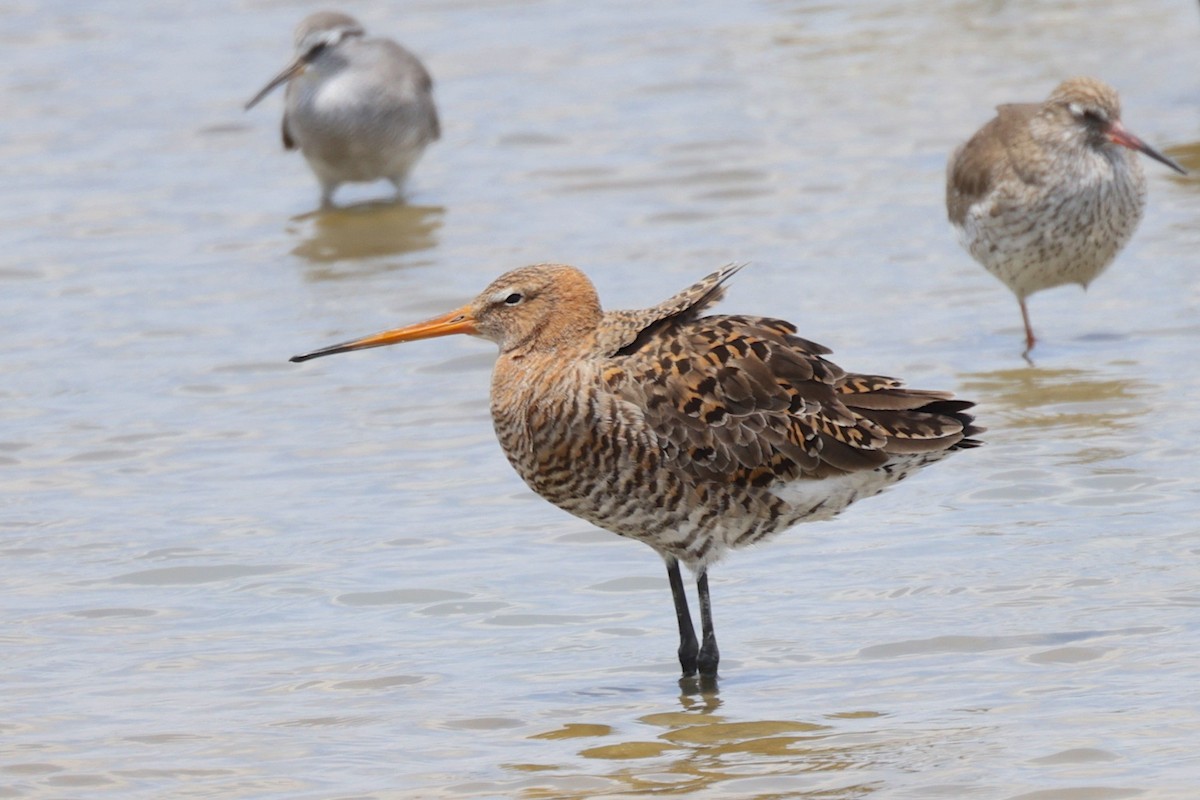 Black-tailed Godwit (melanuroides) - ML647362028