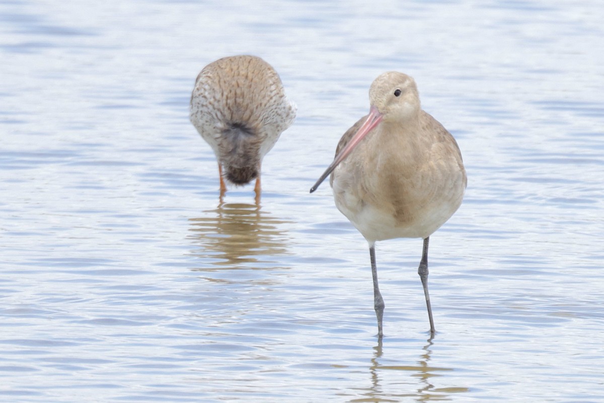 Black-tailed Godwit (melanuroides) - ML647362029