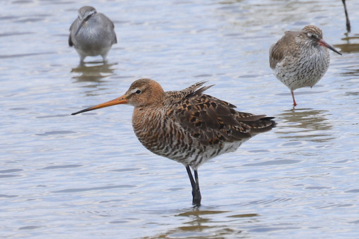 Black-tailed Godwit (melanuroides) - ML647362030