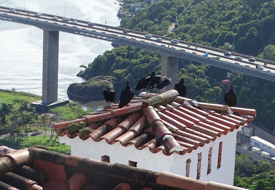 Black Vulture - ML647362038