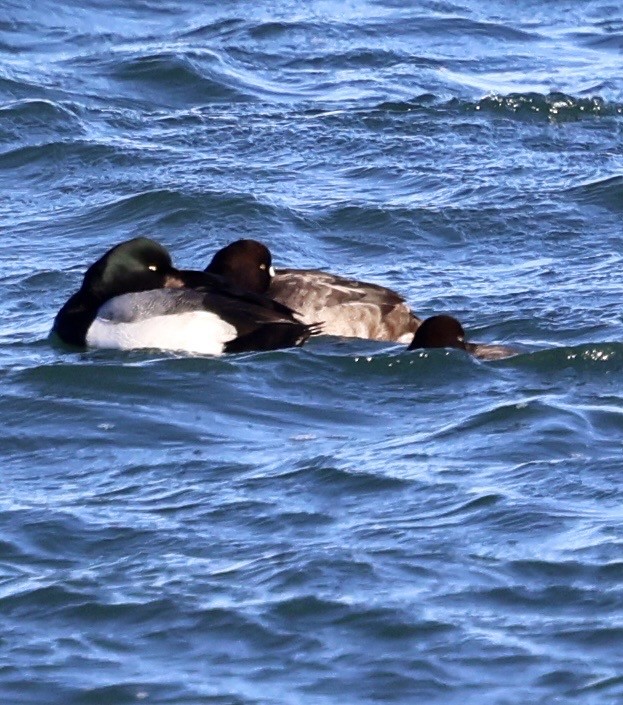 Greater Scaup - ML647362040