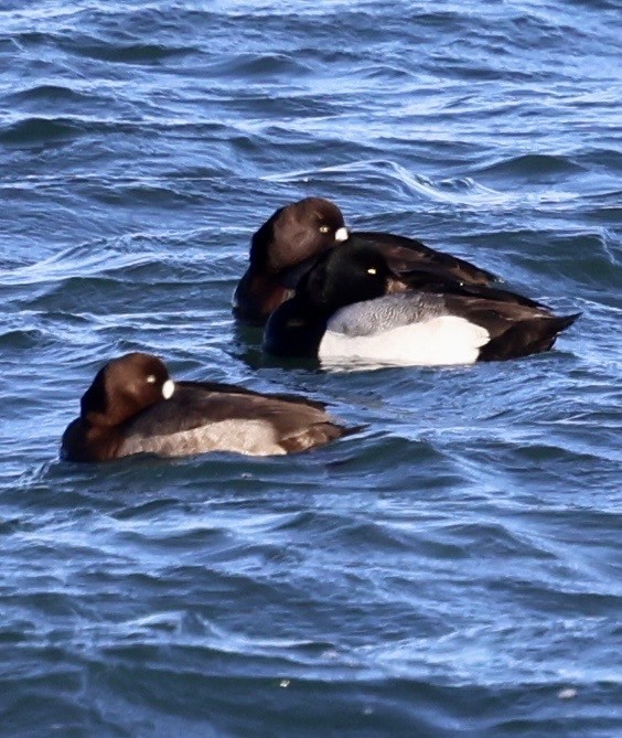 Greater Scaup - ML647362041