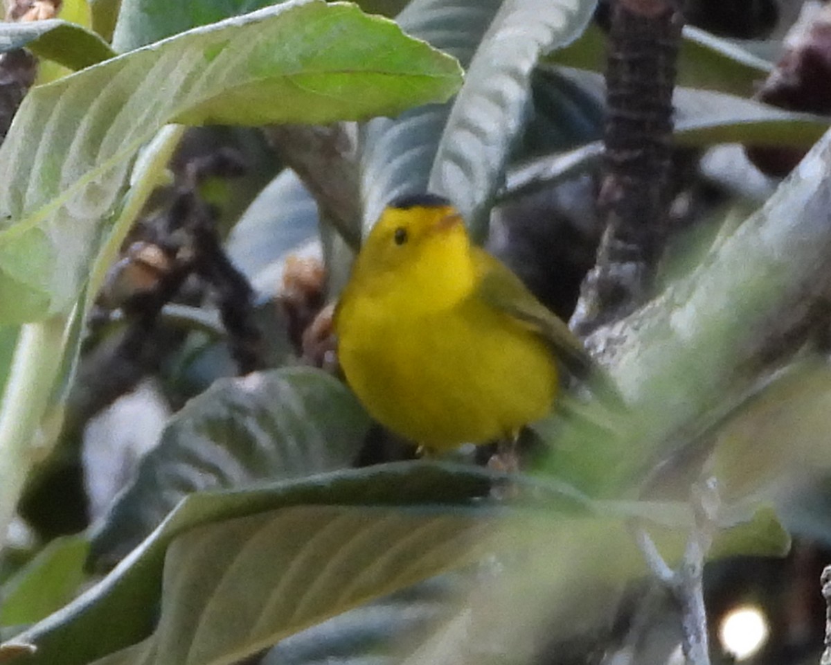 Wilson's Warbler - ML647362042