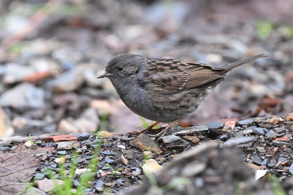 Dunnock - ML647362082