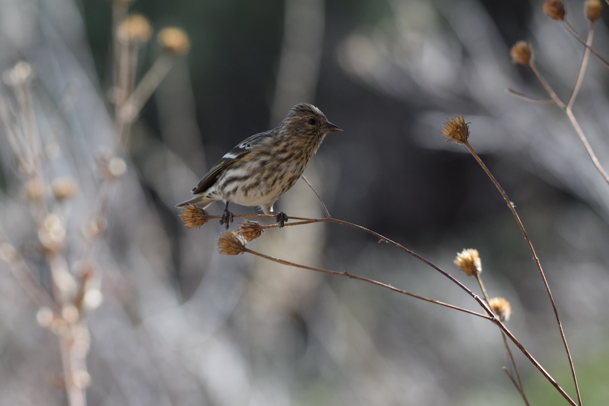 Pine Siskin - ML647362111
