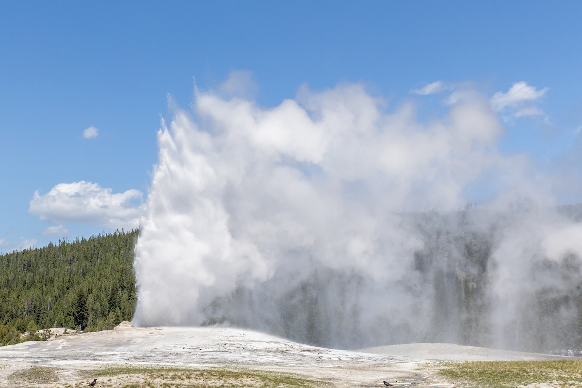 Common Raven - ML647362113