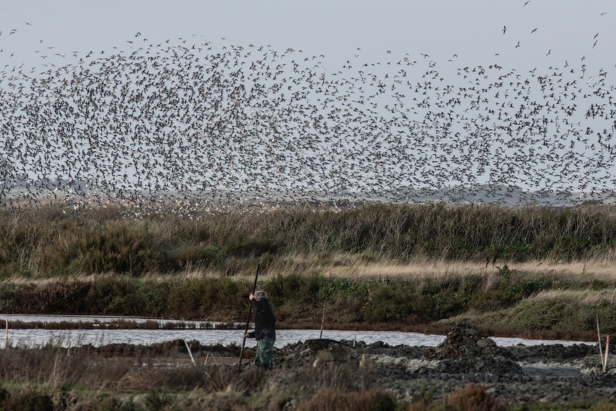 Black-tailed Godwit - ML647362114