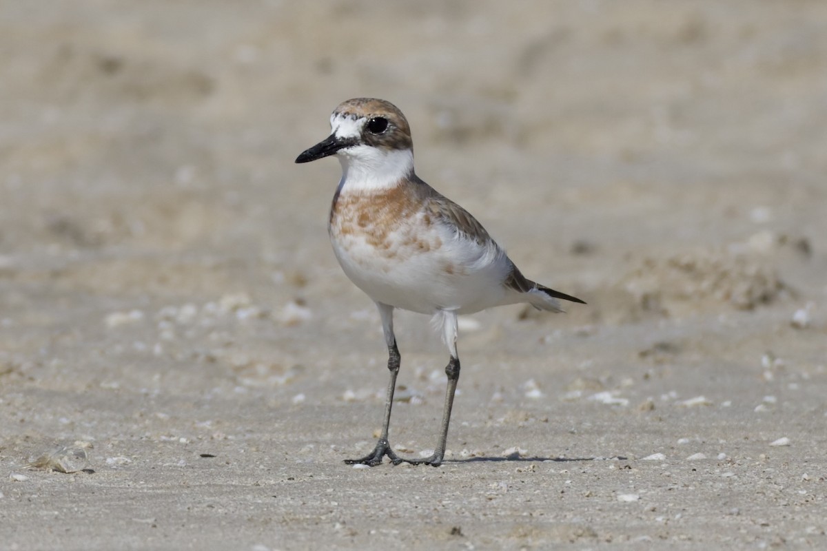 Greater Sand-Plover - ML647362115