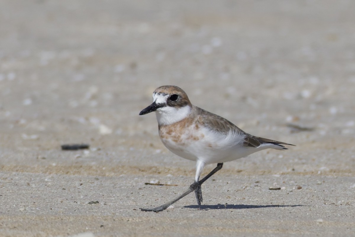 Greater Sand-Plover - ML647362116