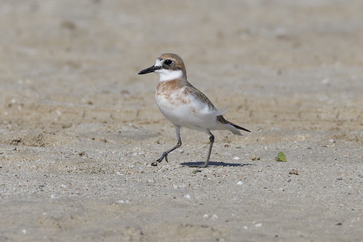Greater Sand-Plover - ML647362117