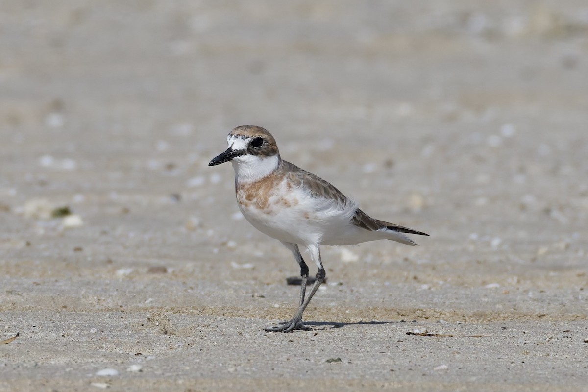 Greater Sand-Plover - ML647362118