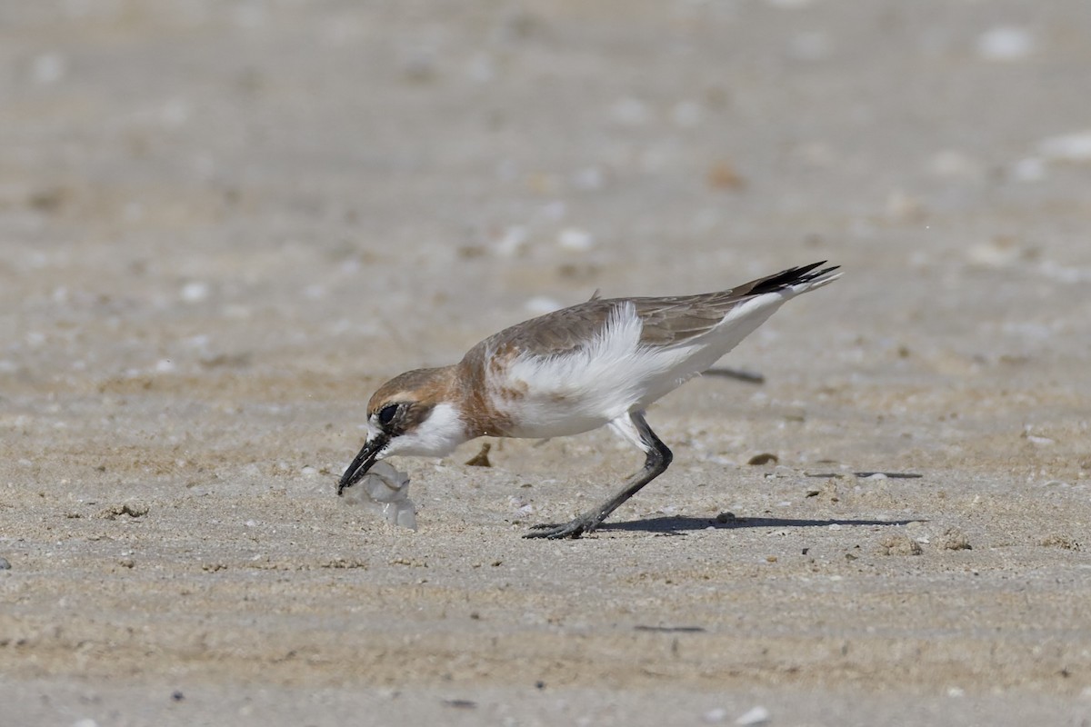 Greater Sand-Plover - ML647362119