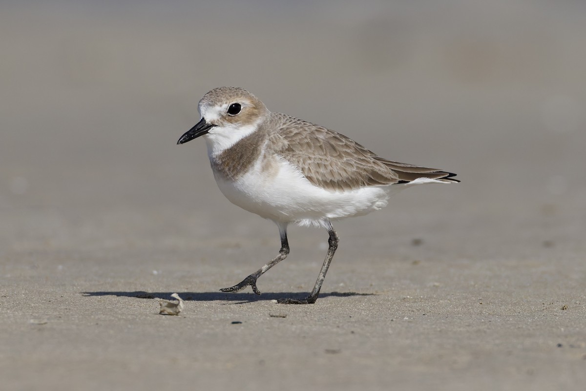 Greater Sand-Plover - ML647362120