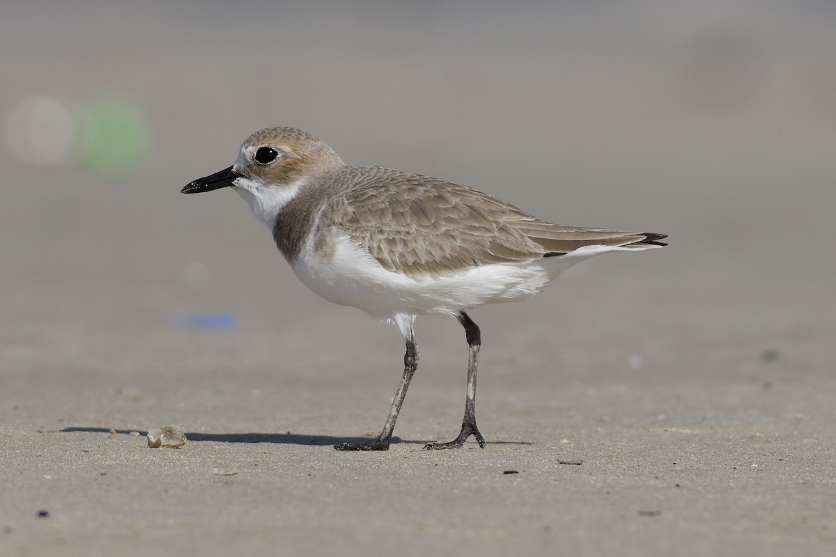 Greater Sand-Plover - ML647362121
