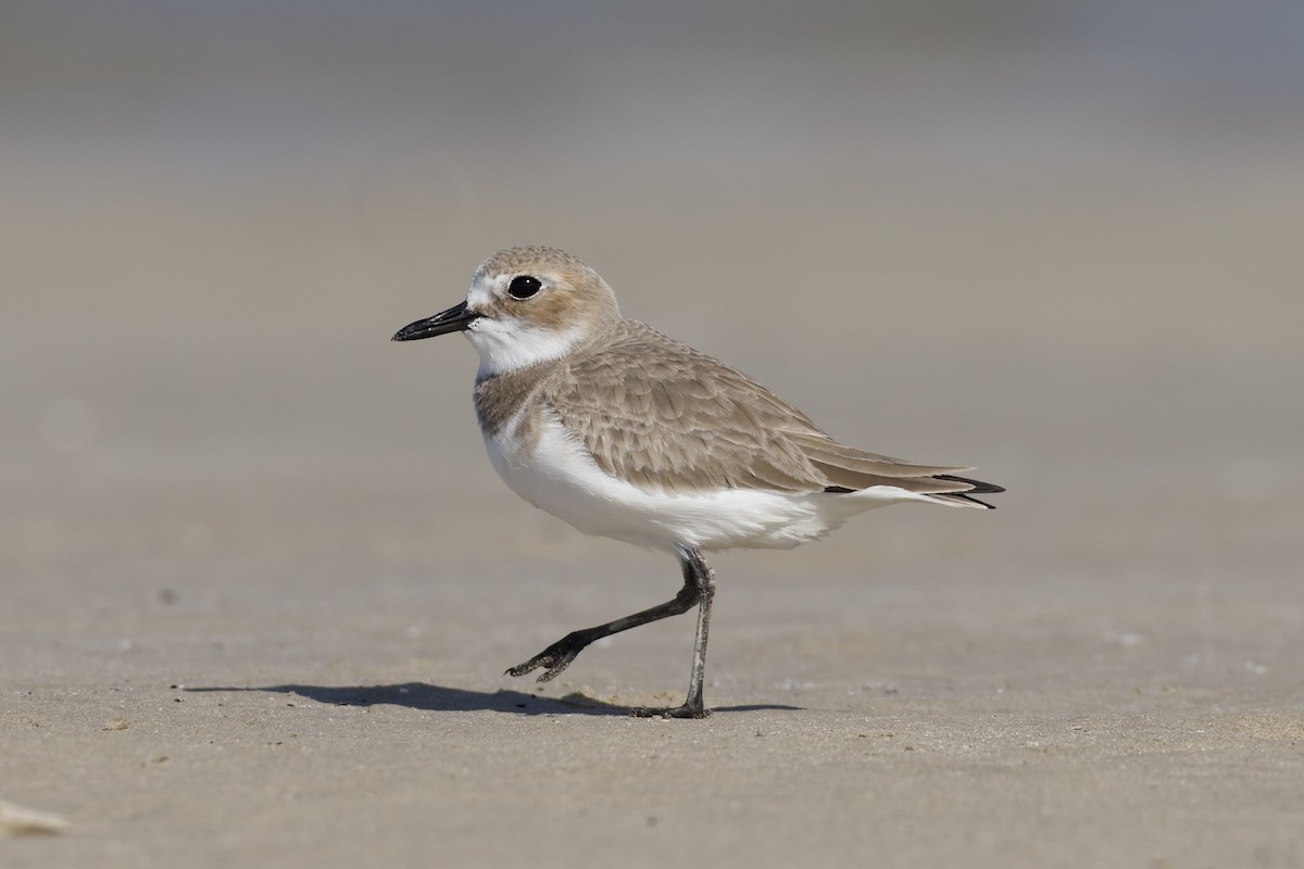 Greater Sand-Plover - ML647362122