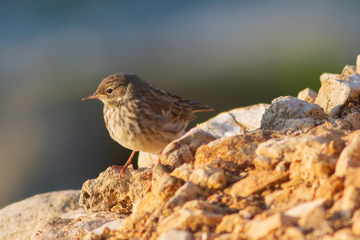 Meadow Pipit - ML647362123