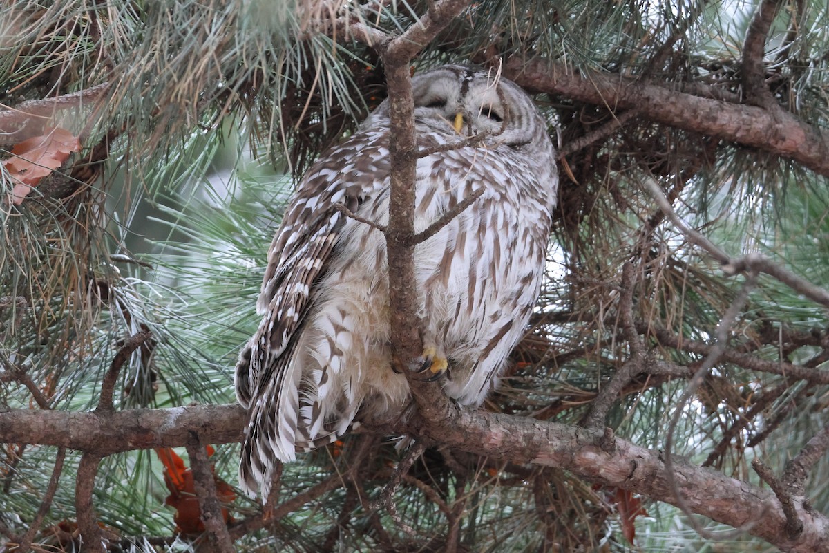 Barred Owl - ML647362124
