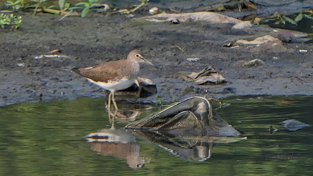 Green Sandpiper - ML647362127