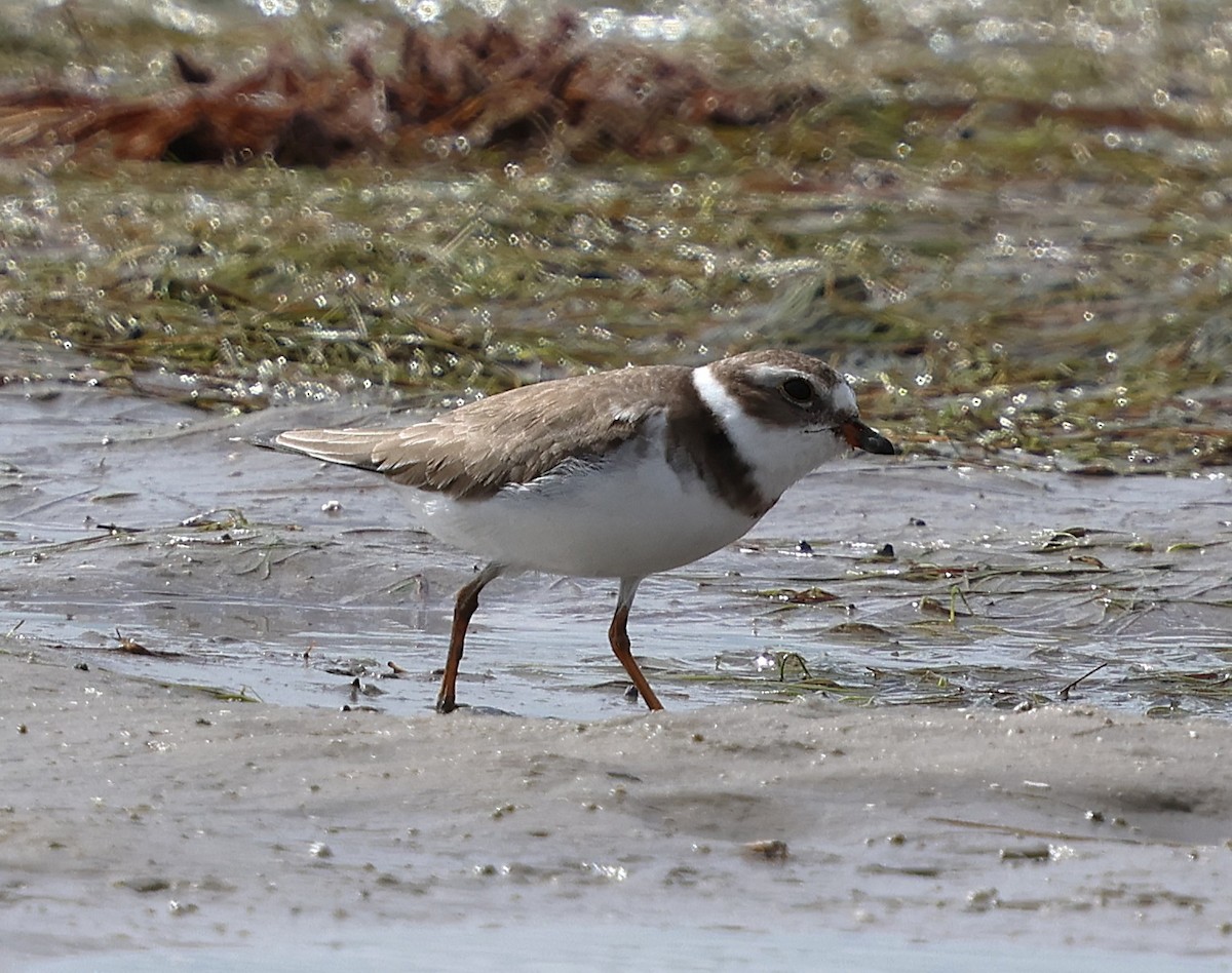 Semipalmated Plover - ML647362129