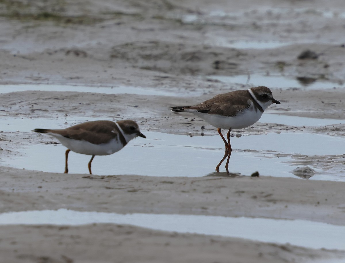 Semipalmated Plover - ML647362130