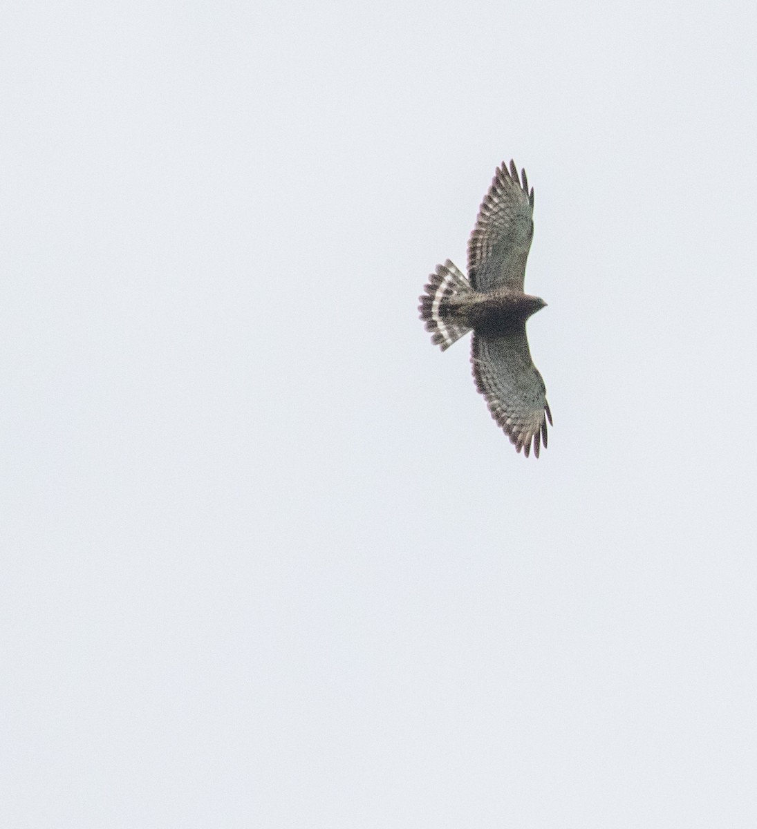 Broad-winged Hawk - ML647362131