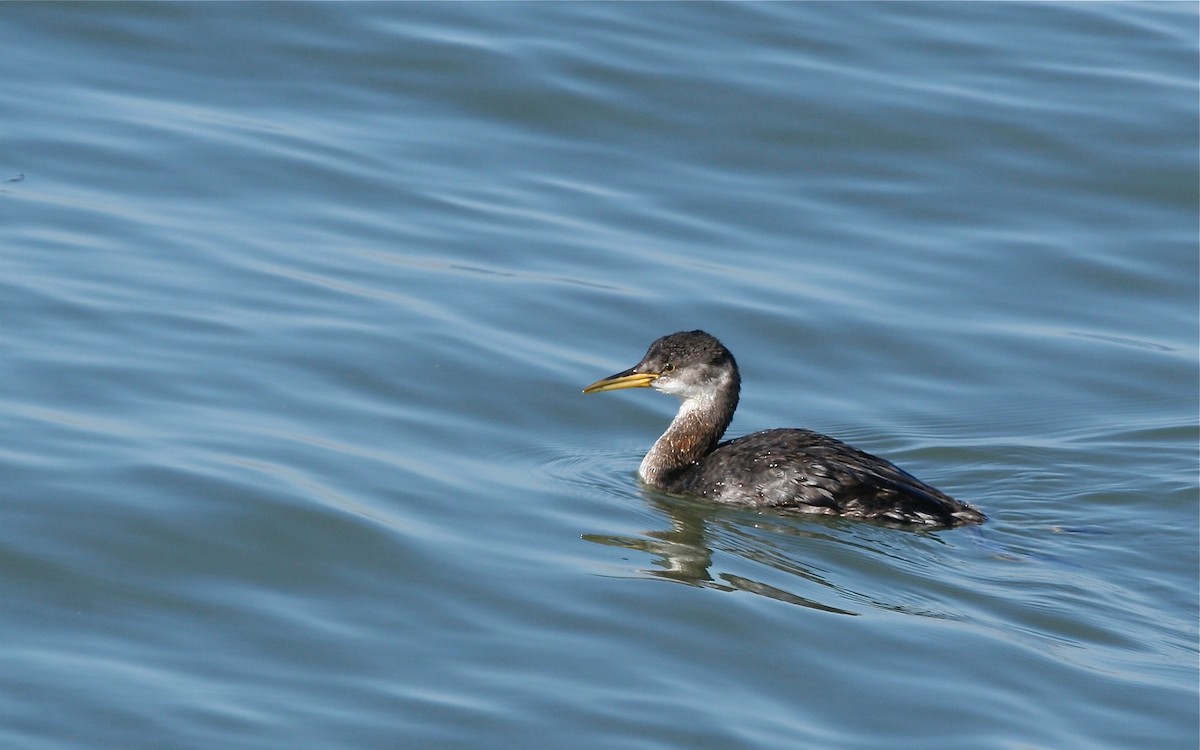 Somormujo Cuellirrojo - ML647362133