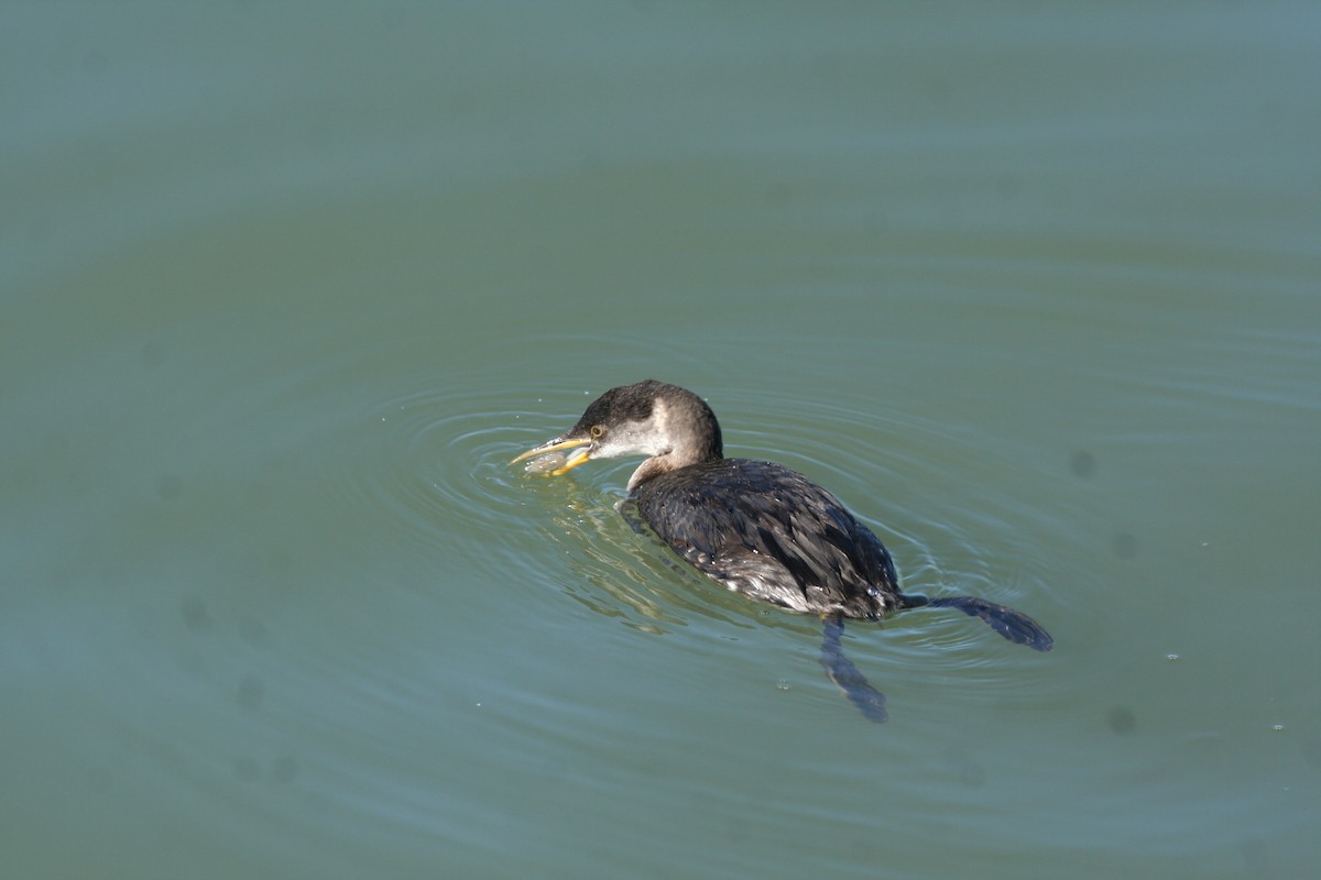 Somormujo Cuellirrojo - ML647362134