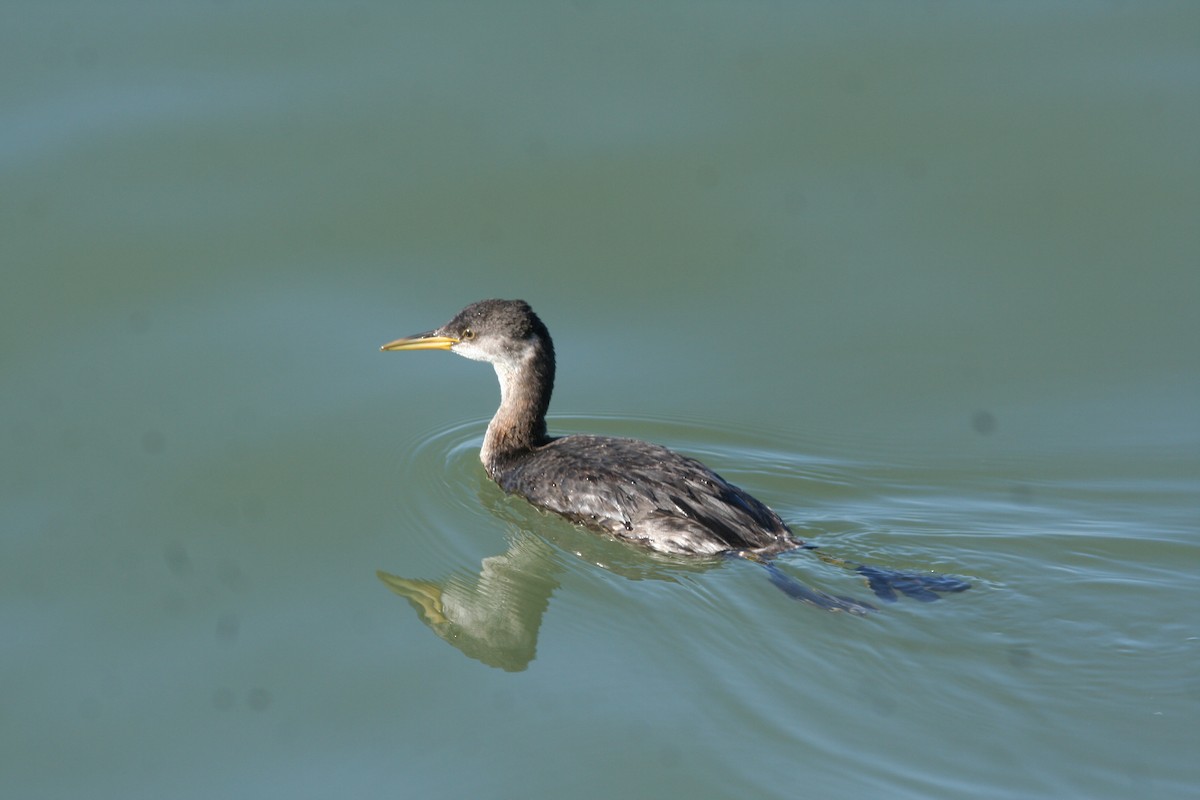 Somormujo Cuellirrojo - ML647362135