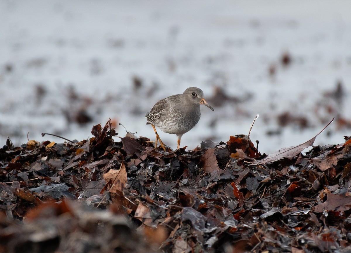 Purple Sandpiper - ML647362136
