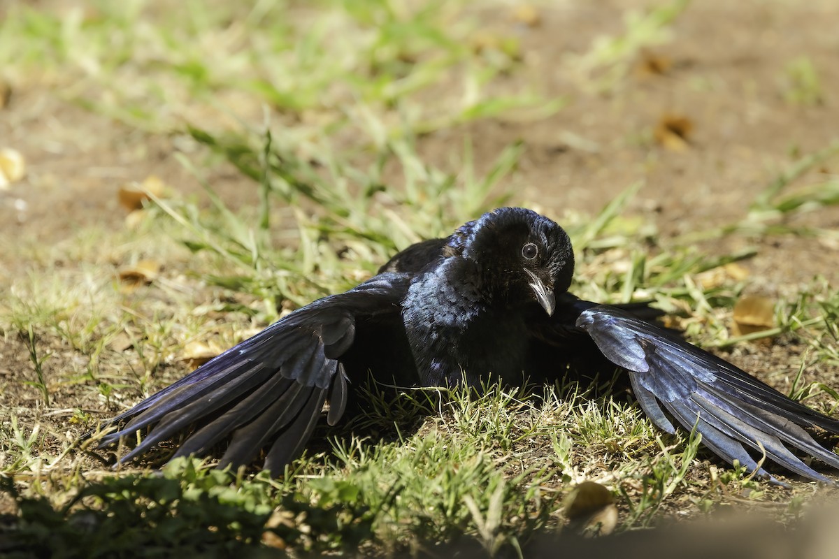 Burchell's Starling - ML647362138