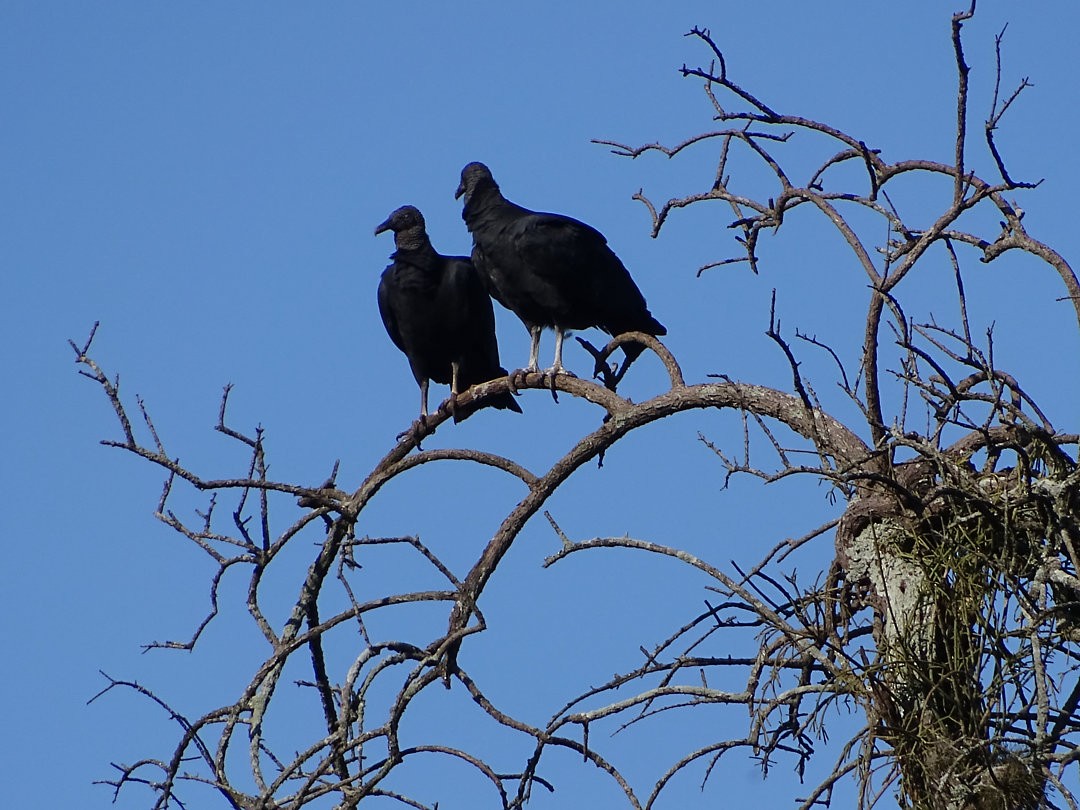Black Vulture - ML647362139