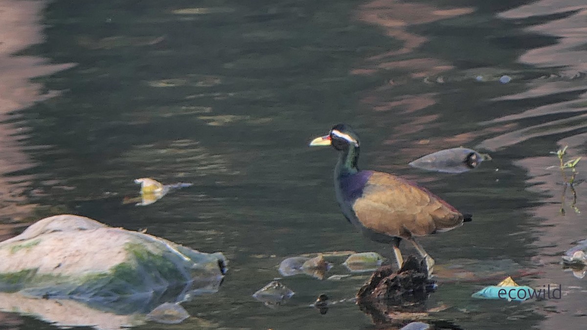 Bronze-winged Jacana - ML647362140