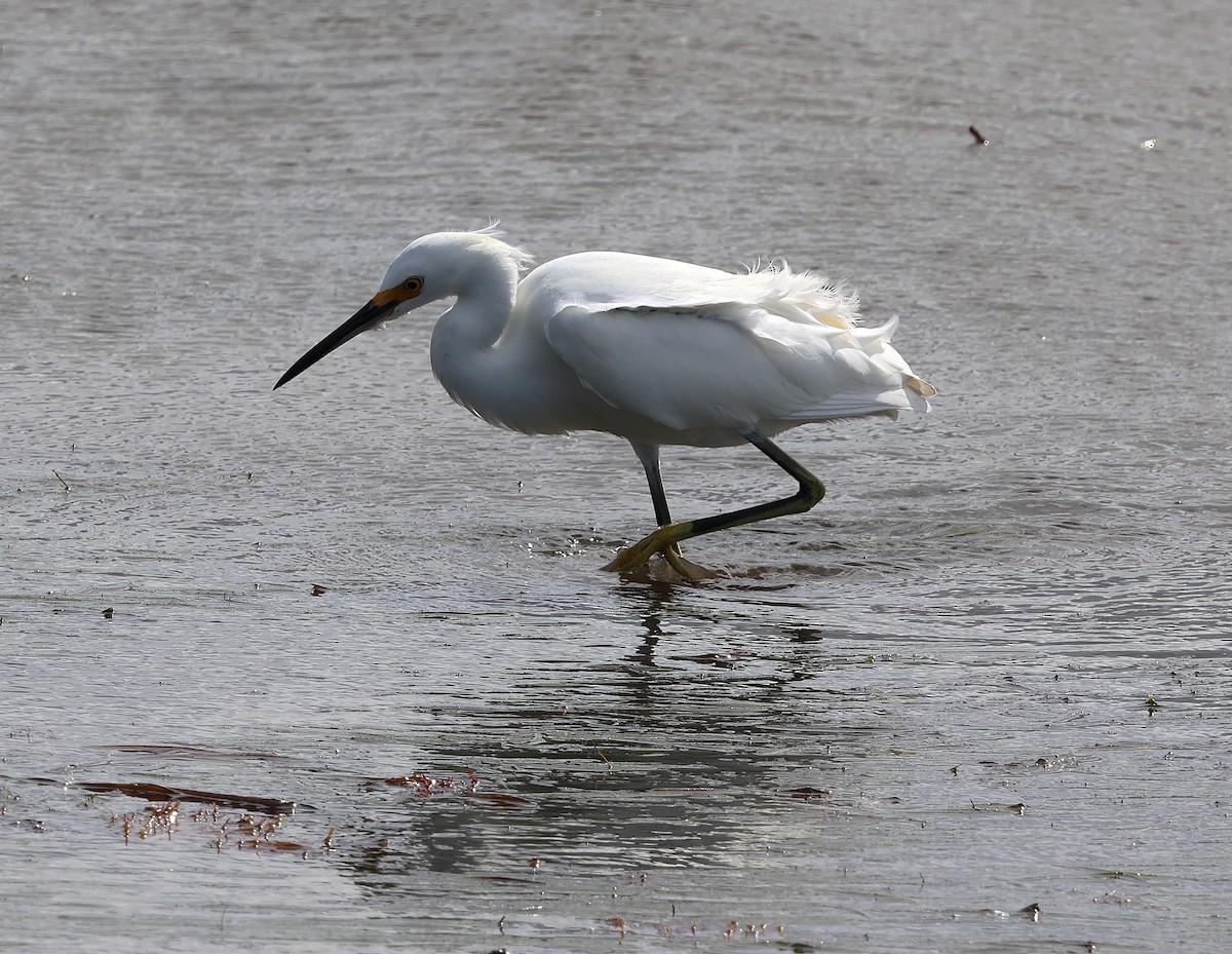 Snowy Egret - ML647362141