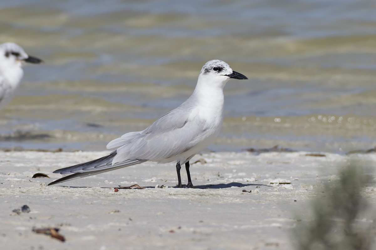 Gull-billed Tern - ML647362142
