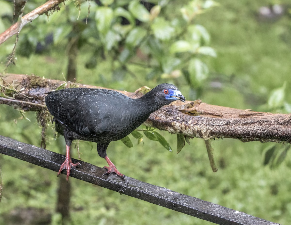 Black Guan - ML647362143