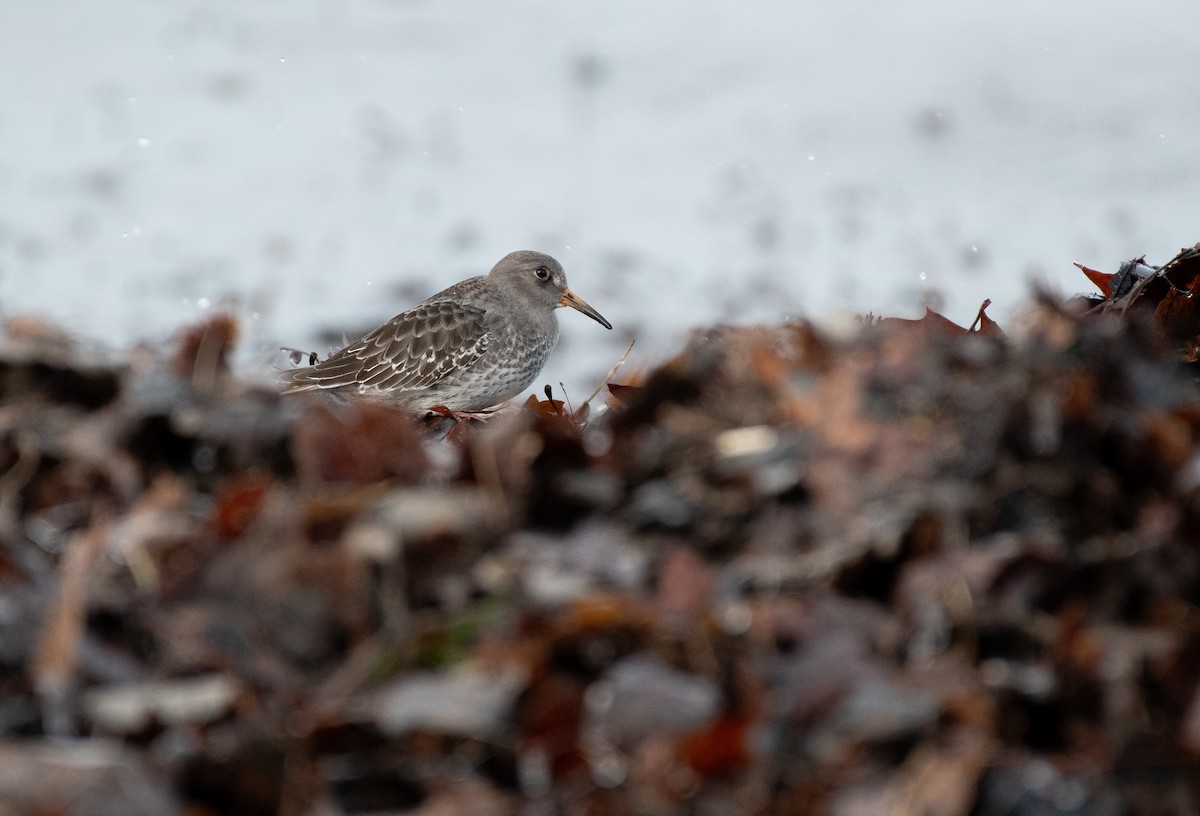Purple Sandpiper - ML647362145