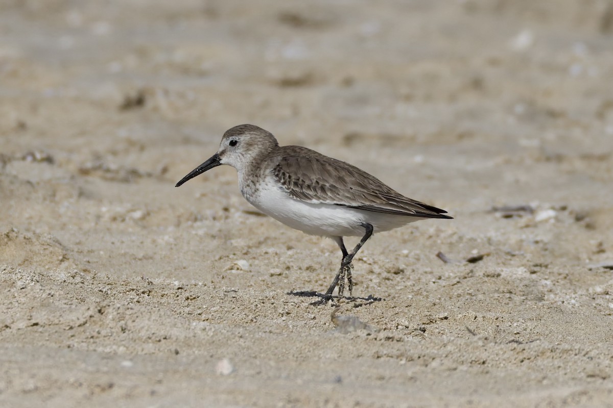 Dunlin - ML647362146