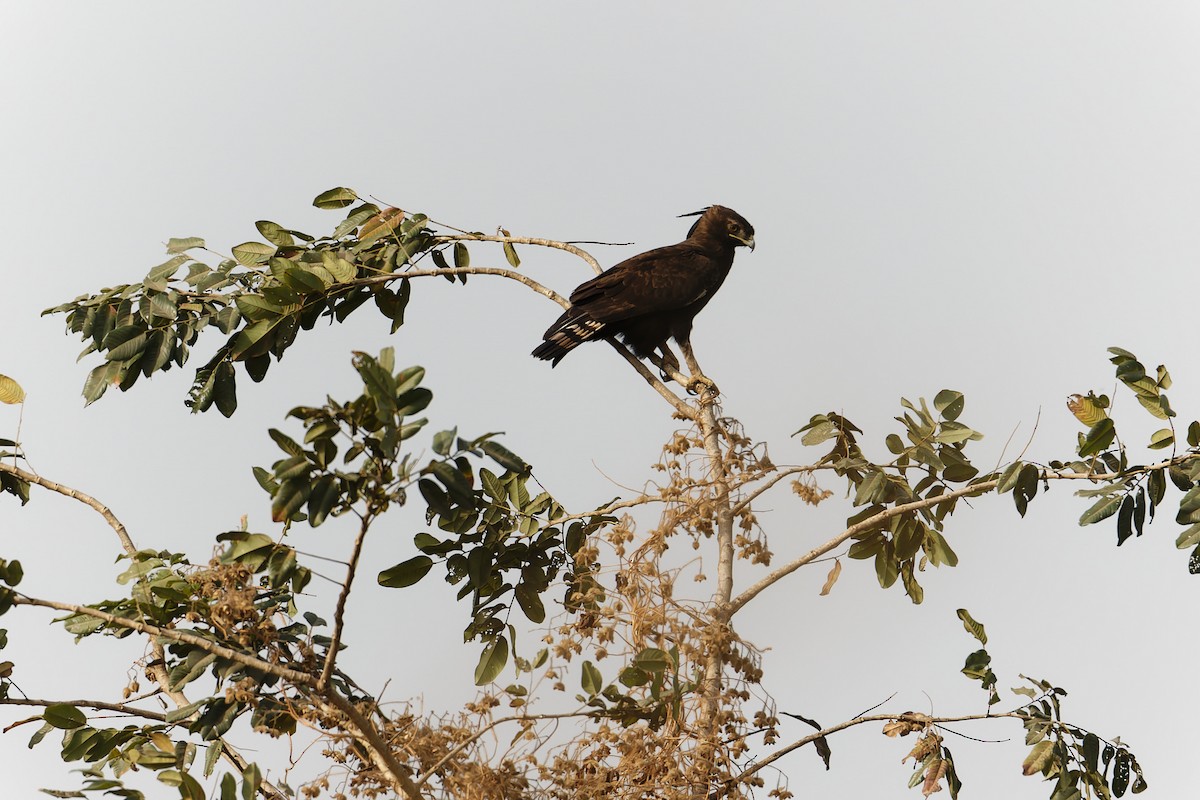 Long-crested Eagle - ML647362147
