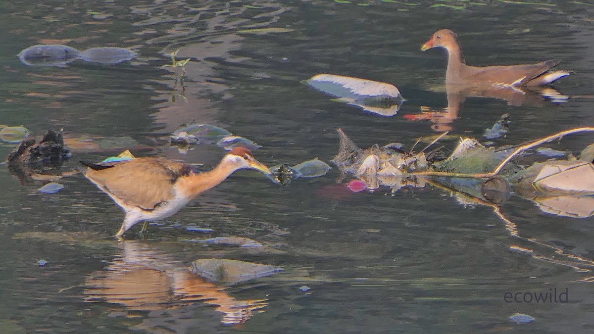 Pheasant-tailed Jacana - ML647362148