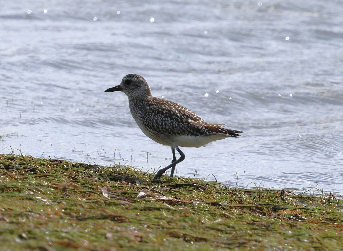 ダイゼン - ML647362149