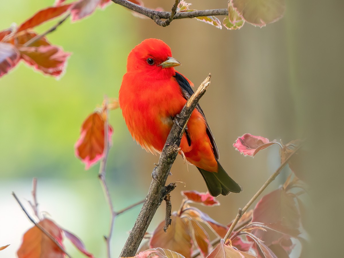 Scarlet Tanager - Piranga olivacea - Birds of the World
