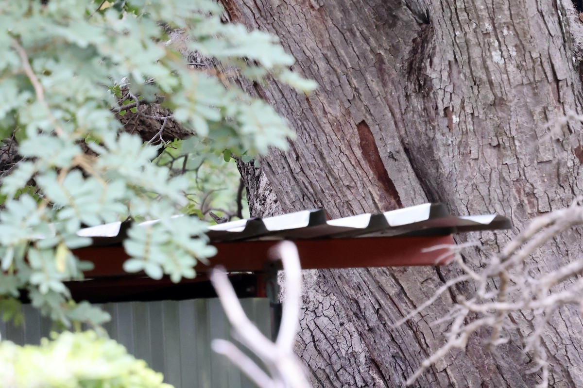 Green Woodhoopoe - ML647362154